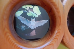 Ein sehr kleiner Einblick in die Tierwelt